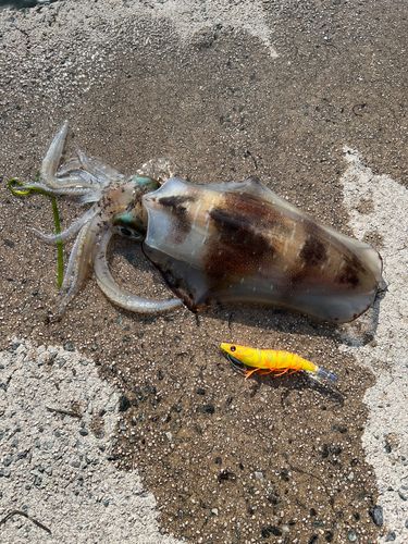 アオリイカの釣果