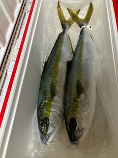 ヒラマサの釣果