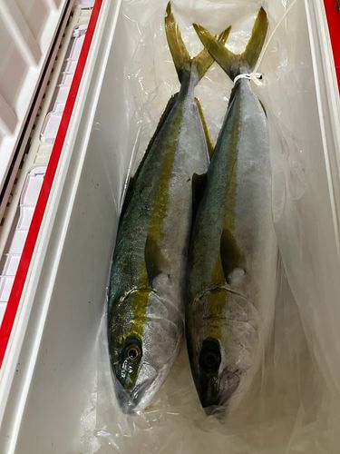 ヒラマサの釣果