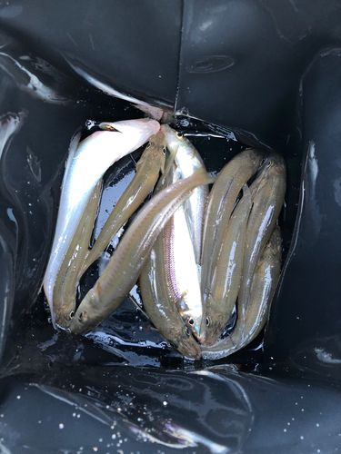 シロギスの釣果