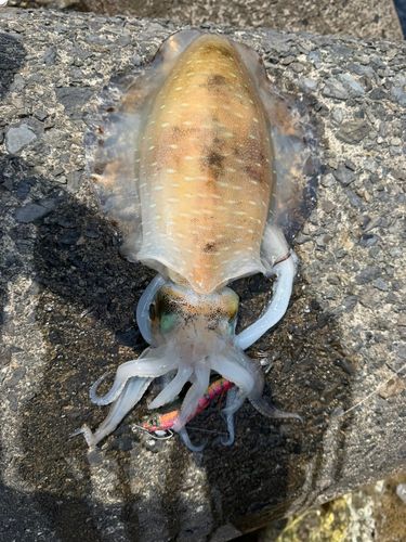 アオリイカの釣果