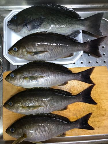 イサキの釣果