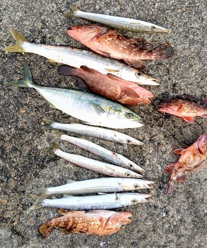 カマスの釣果