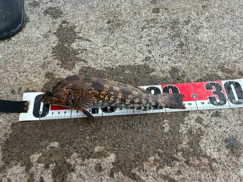 アイナメの釣果