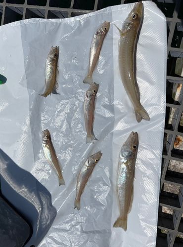 キスの釣果