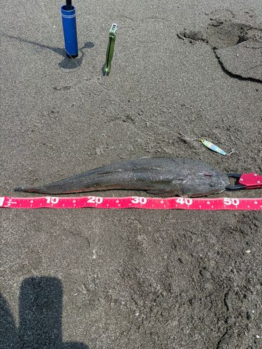 マゴチの釣果
