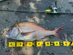 マダイの釣果