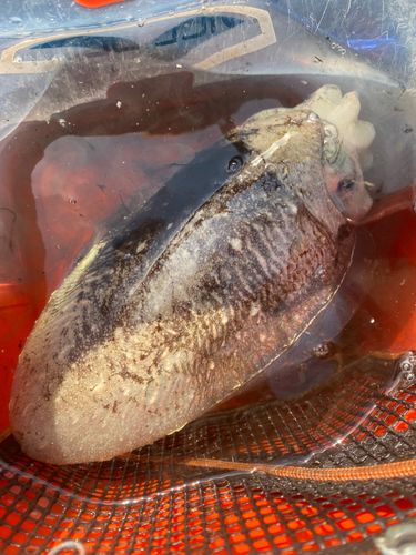 コウイカの釣果
