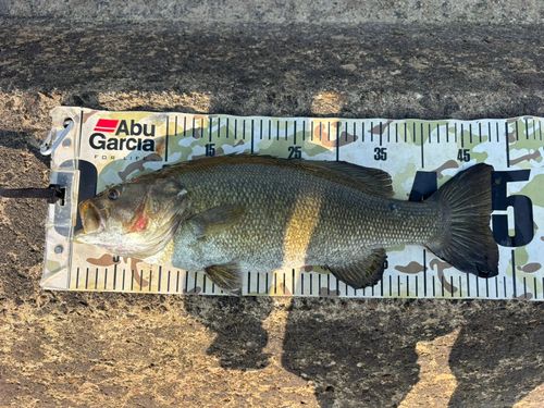 スモールマウスバスの釣果