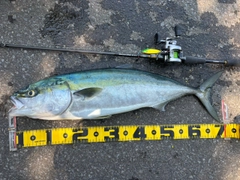 ワラサの釣果