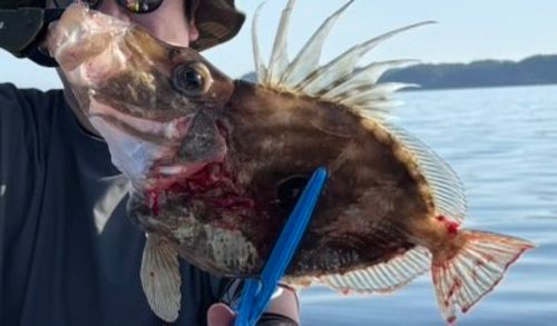 マトウダイの釣果