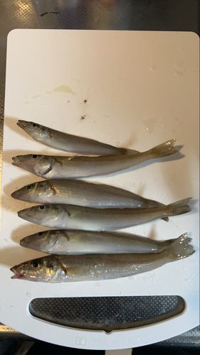 キスの釣果