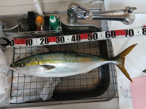 ワラサの釣果