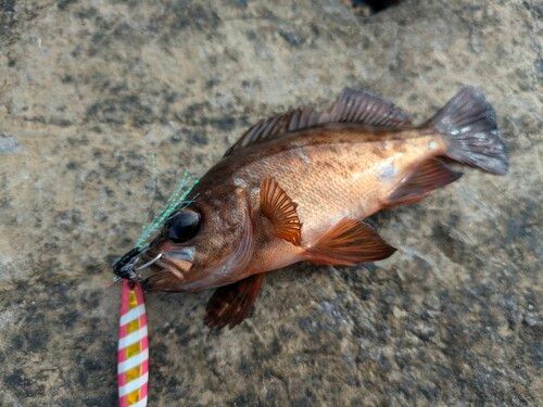 アカメバルの釣果