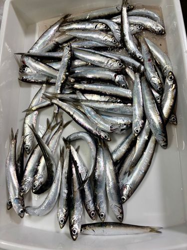 カタクチイワシの釣果