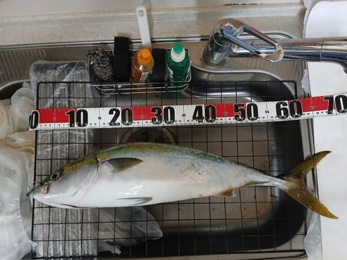 ワラサの釣果