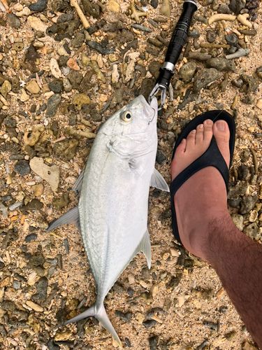 オニヒラアジの釣果