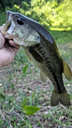 ラージマウスバスの釣果