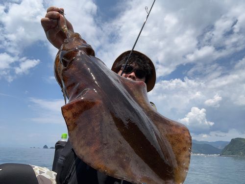 アオリイカの釣果
