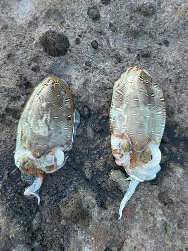 モンゴウイカの釣果