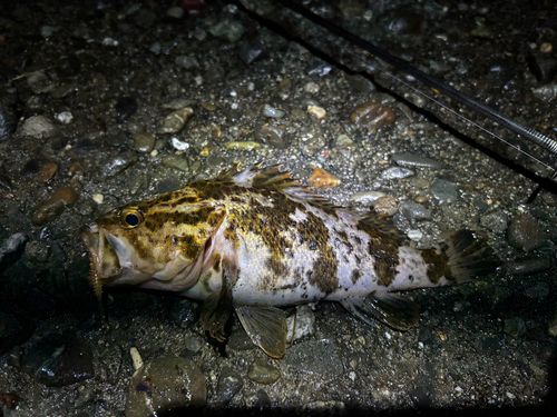 タケノコメバルの釣果