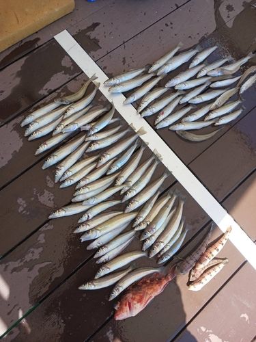 キスの釣果