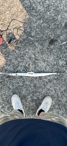 ダツの釣果