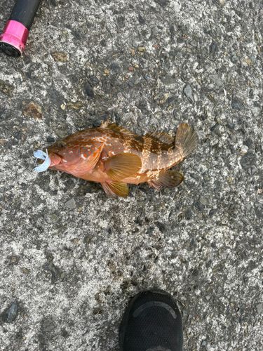 キジハタの釣果