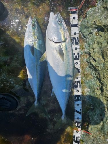 ブリの釣果