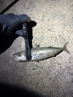 サバの釣果
