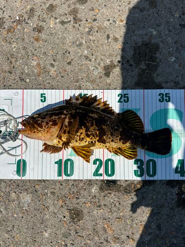 タケノコメバルの釣果