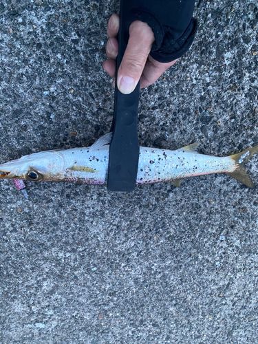 アカカマスの釣果