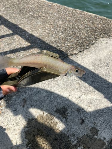シロギスの釣果