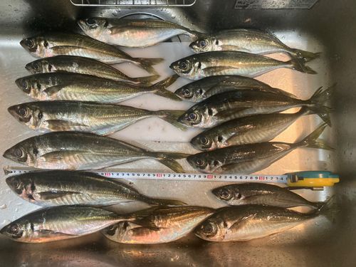 アジの釣果