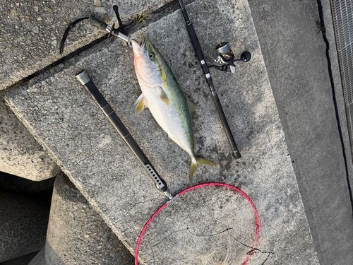 ハマチの釣果