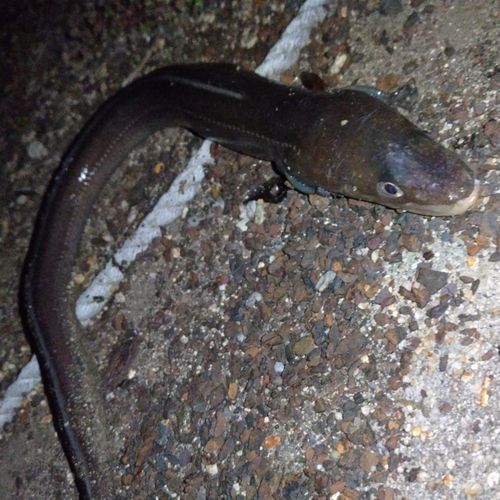 アナゴの釣果