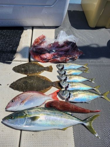 ヒラメの釣果
