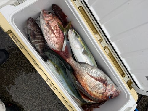 イナダの釣果