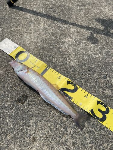 キスの釣果
