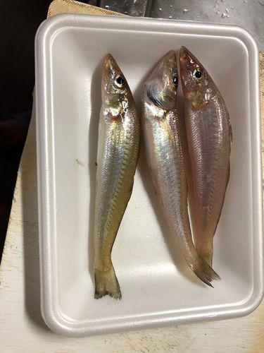 キスの釣果