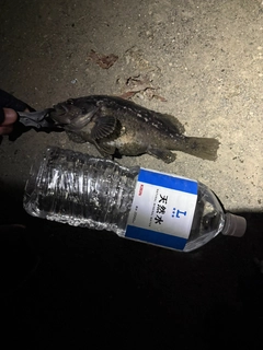 クロソイの釣果