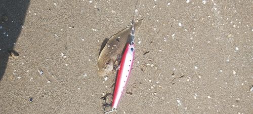 シタビラメの釣果