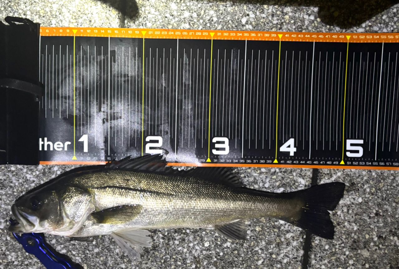 DAIWA 21モアザン ブランジーノ EX AGS 87LMLの最安値・インプレ・釣果