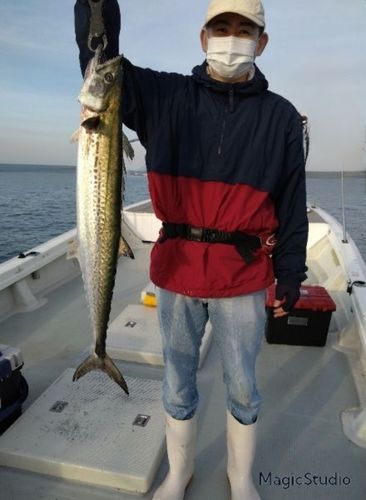 サワラの釣果
