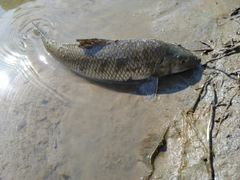 ニゴイの釣果