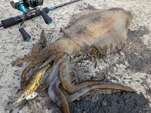 アオリイカの釣果