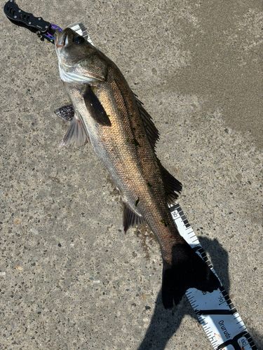 セイゴ（マルスズキ）の釣果