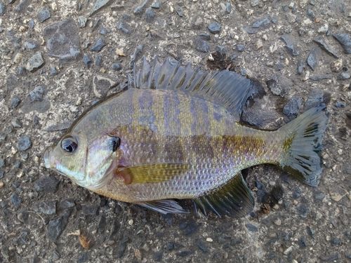 ブルーギルの釣果