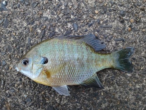 ブルーギルの釣果
