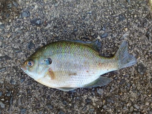 ブルーギルの釣果